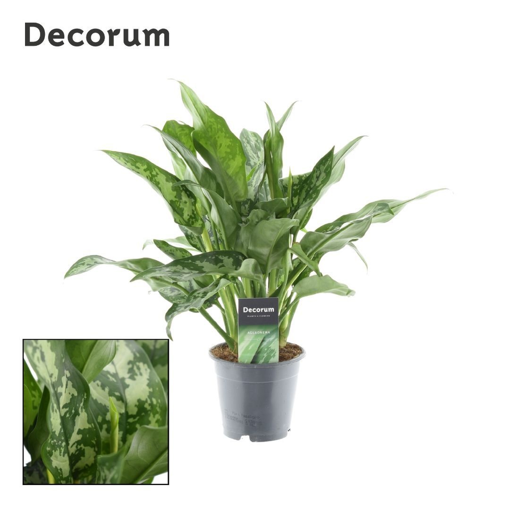 Aglaonema Maria (Decorum).