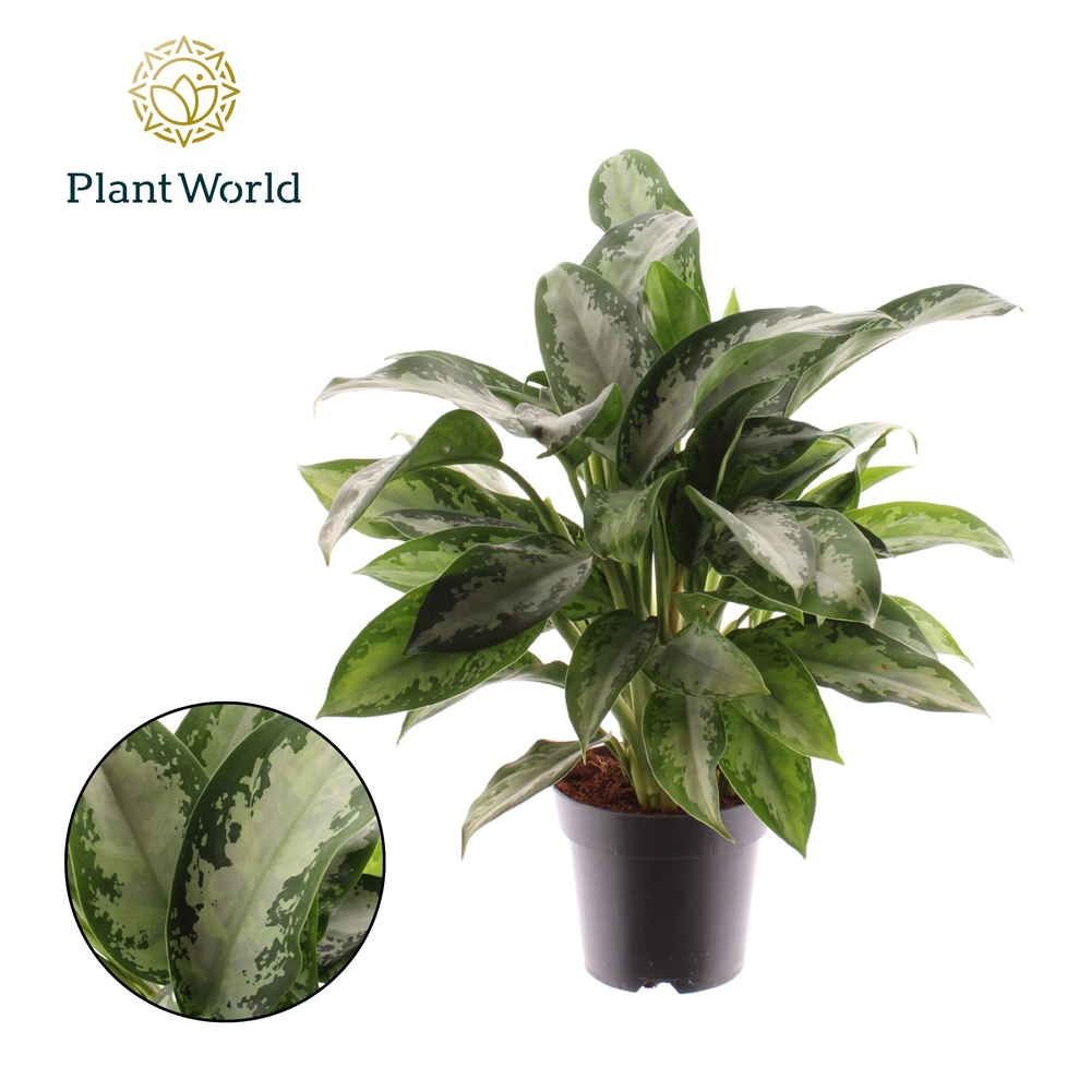 Aglaonema Jubilee Petit.