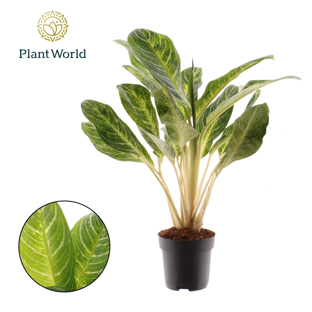 Aglaonema Keylime (Decorum).