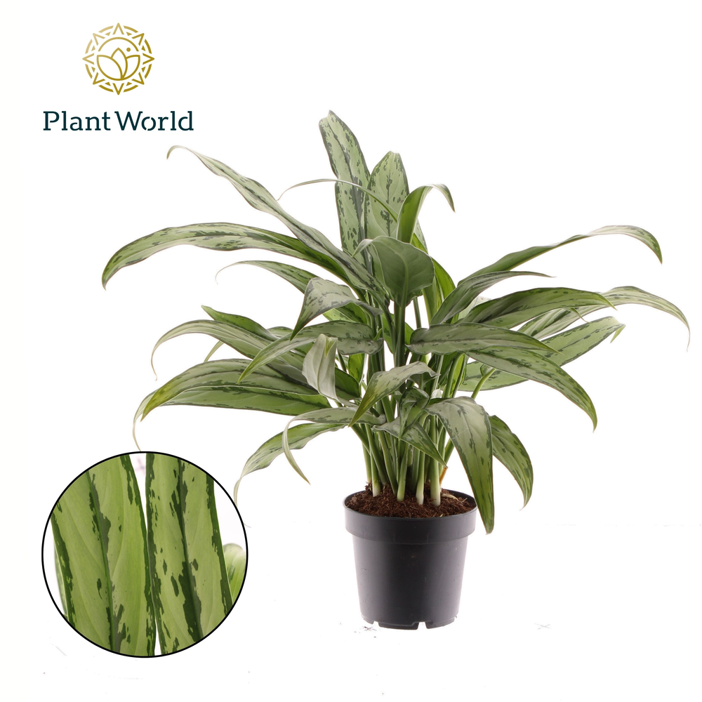 Aglaonema Cutlass (Decorum).