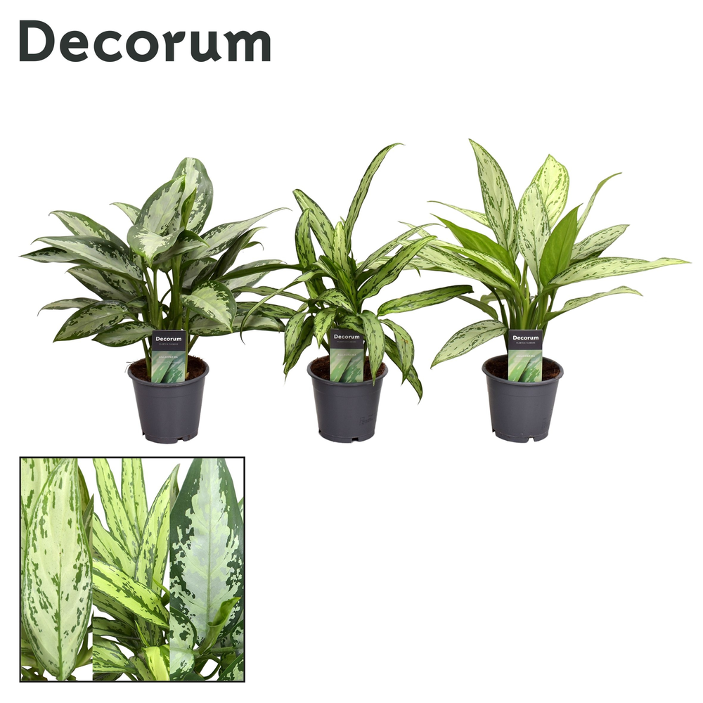 Aglaonema gemengd (Decorum).