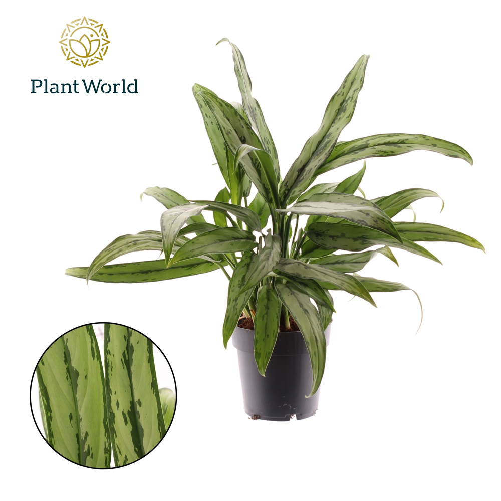Aglaonema Cutlass (Decorum).