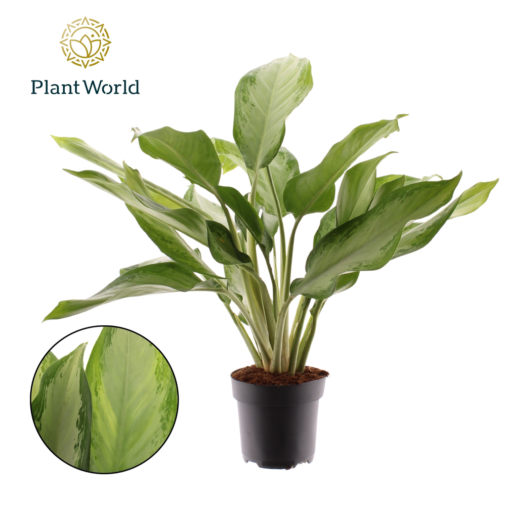 Aglaonema Cleopatra.