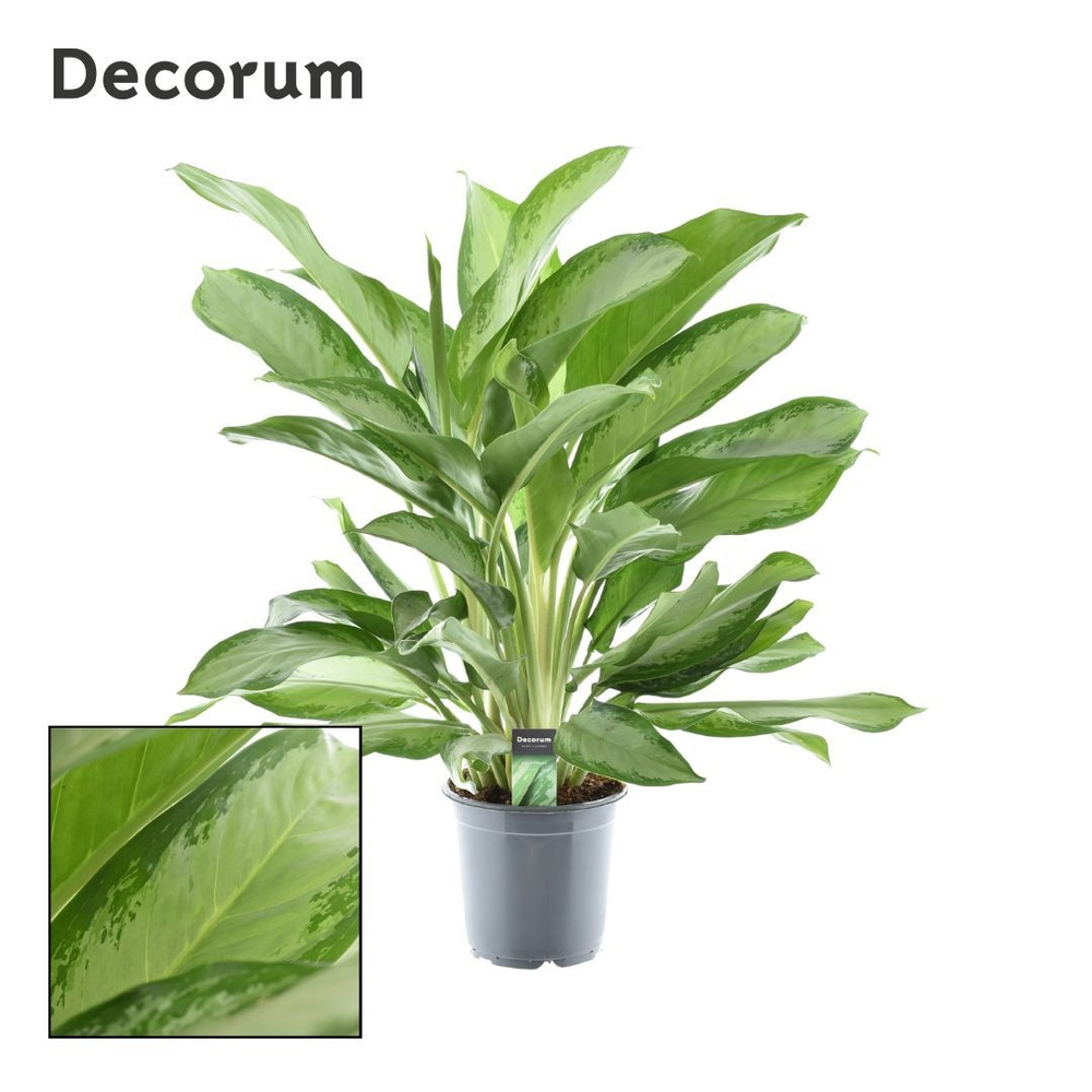 Aglaonema Cleopatra (Decorum).