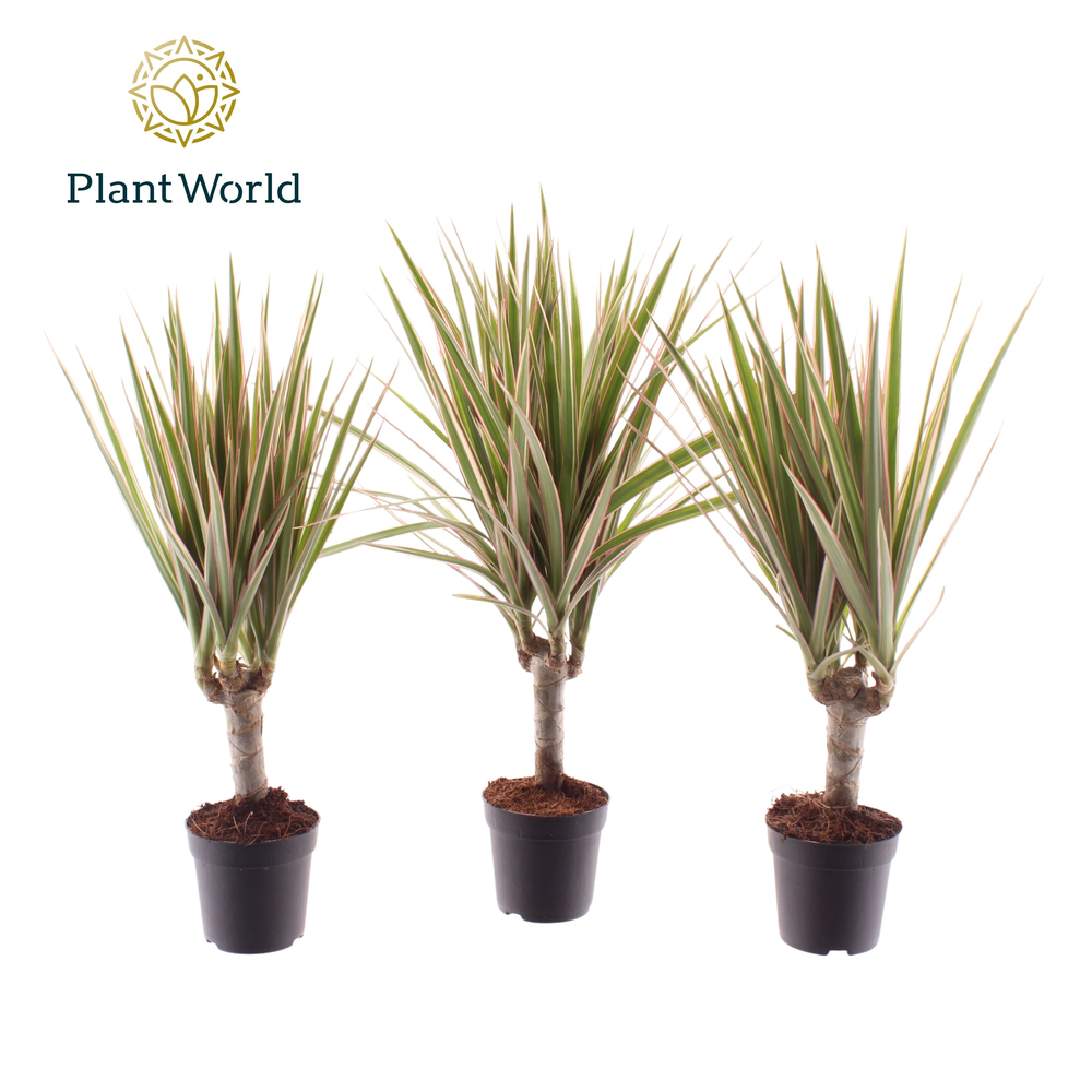 Dracaena Bicolor stam 7 cm.