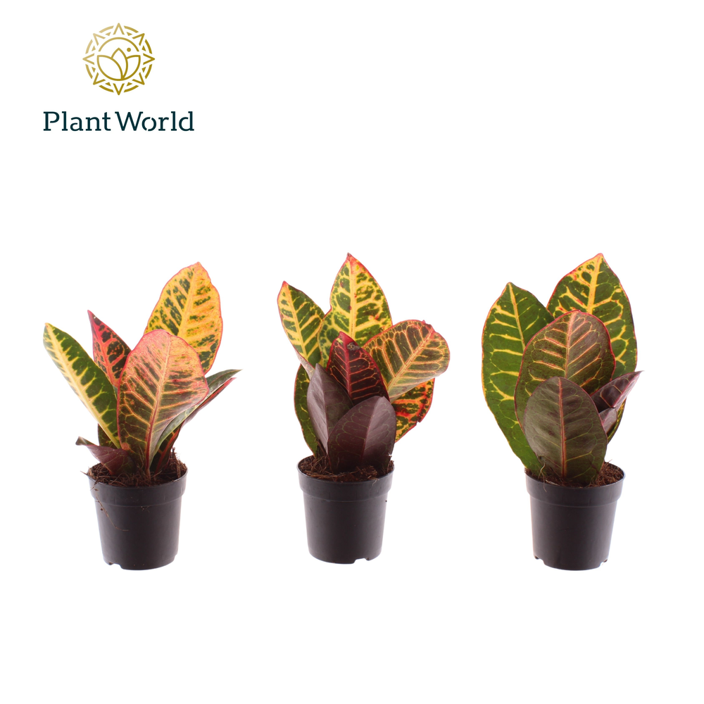 Croton Petra kopstek 7 cm (Decorum).