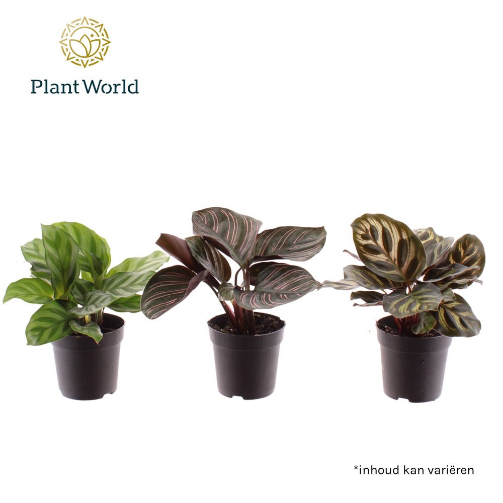Calathea mix 7 cm.