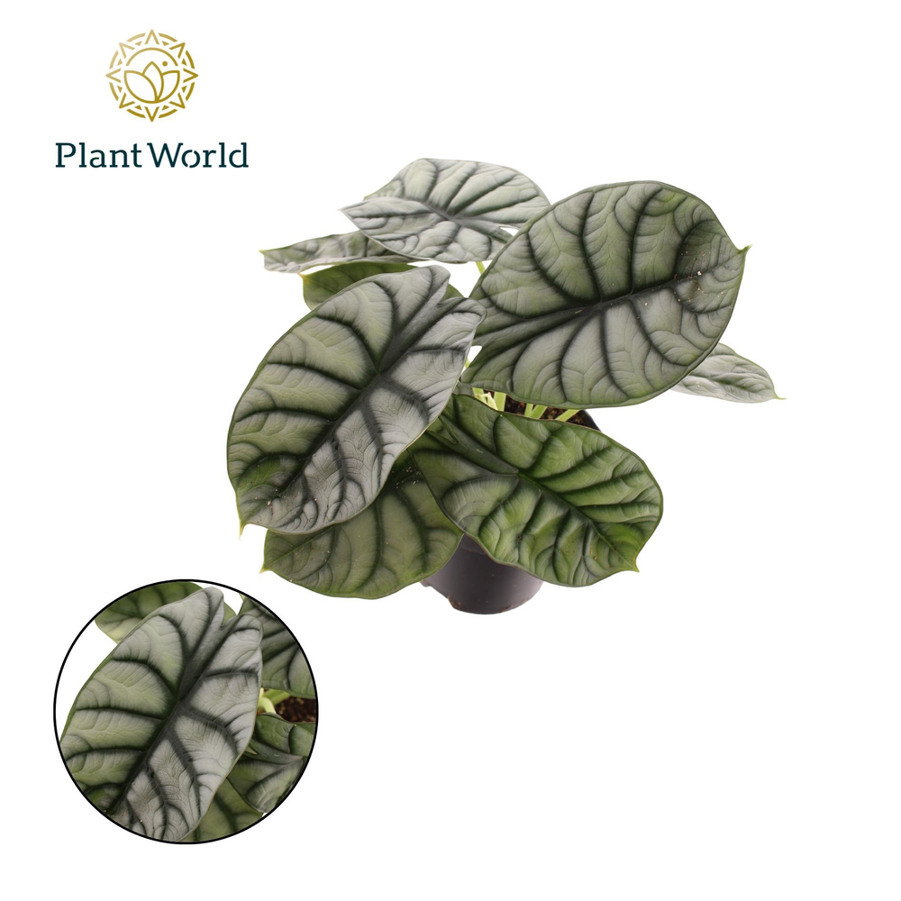 Alocasia Nebula Silver Compacta.
