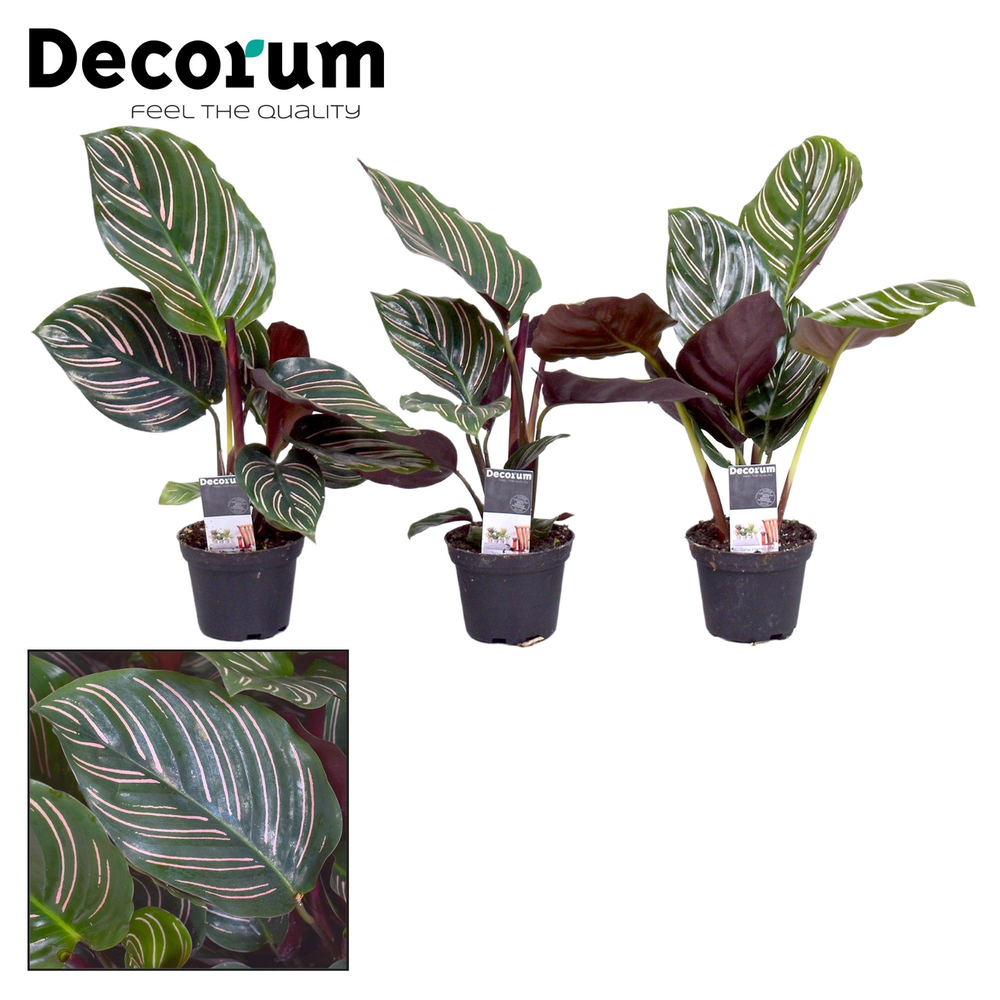 Calathea Ornata 7 cm (Decorum).