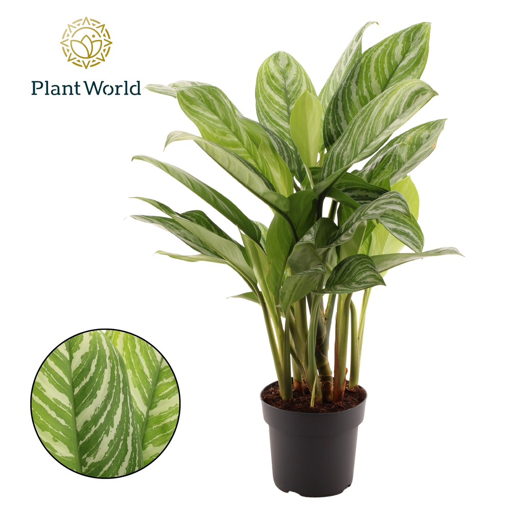 Aglaonema Stripes.