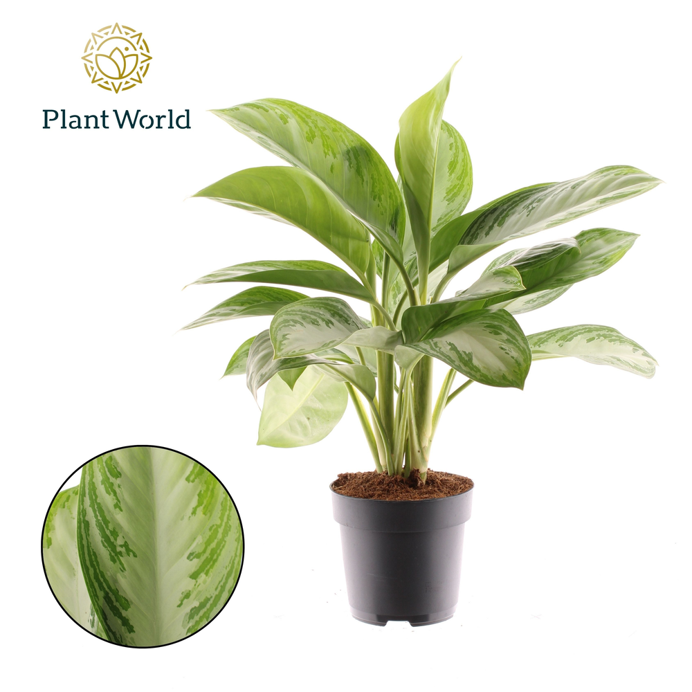 Aglaonema Silver Bay 3 stekken p.p. (Decorum).