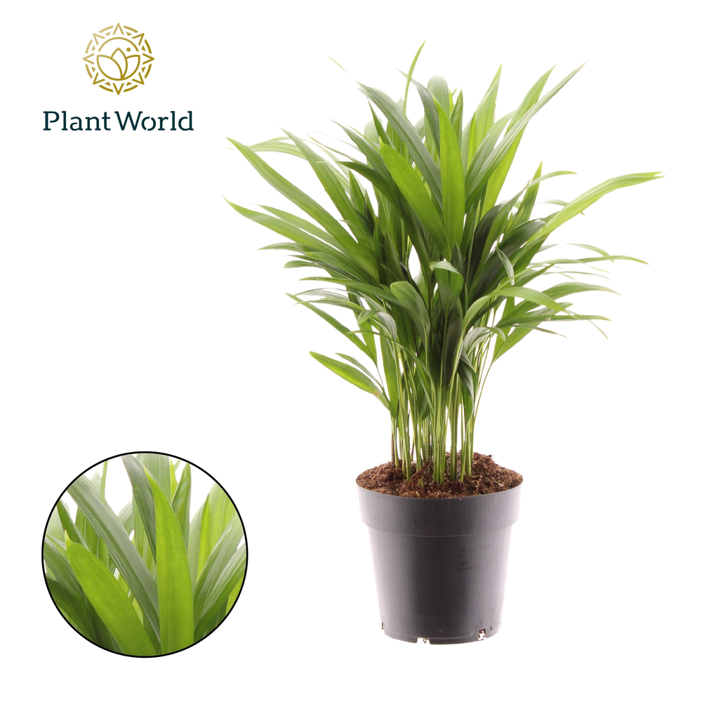 Dypsis lutescens (Areca).