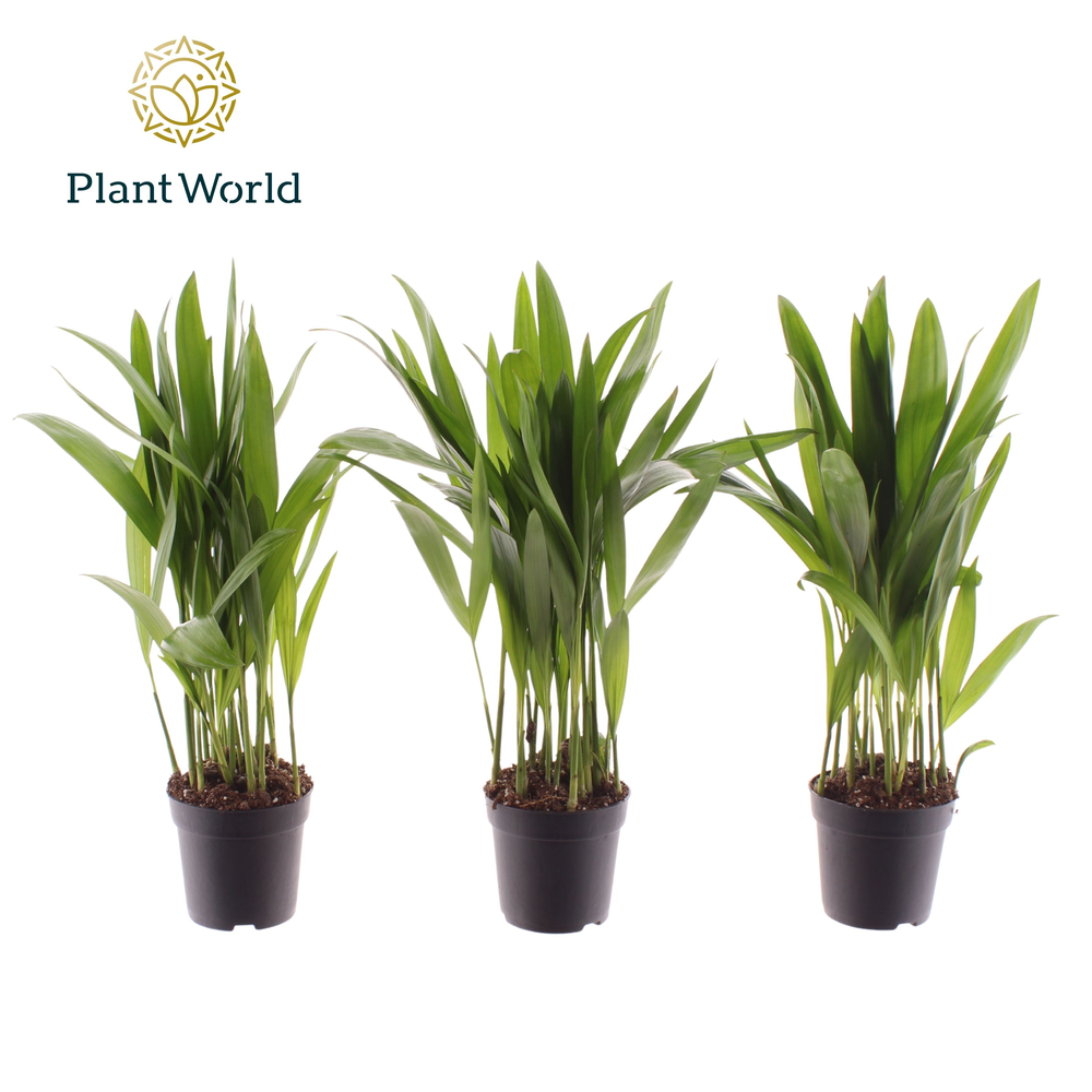 Dypsis lutescens (Areca) 7 cm (Decorum).