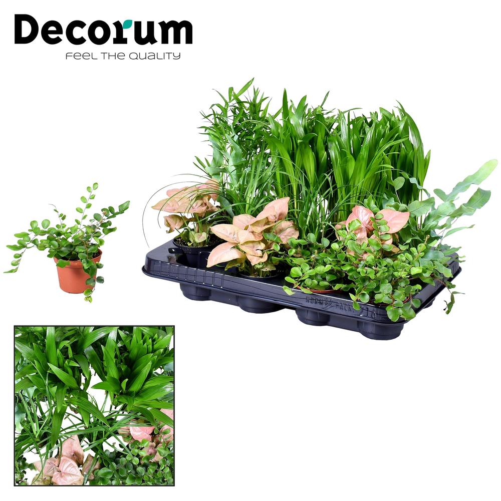 Keen on Green Texas mix 7 cm (Decorum).