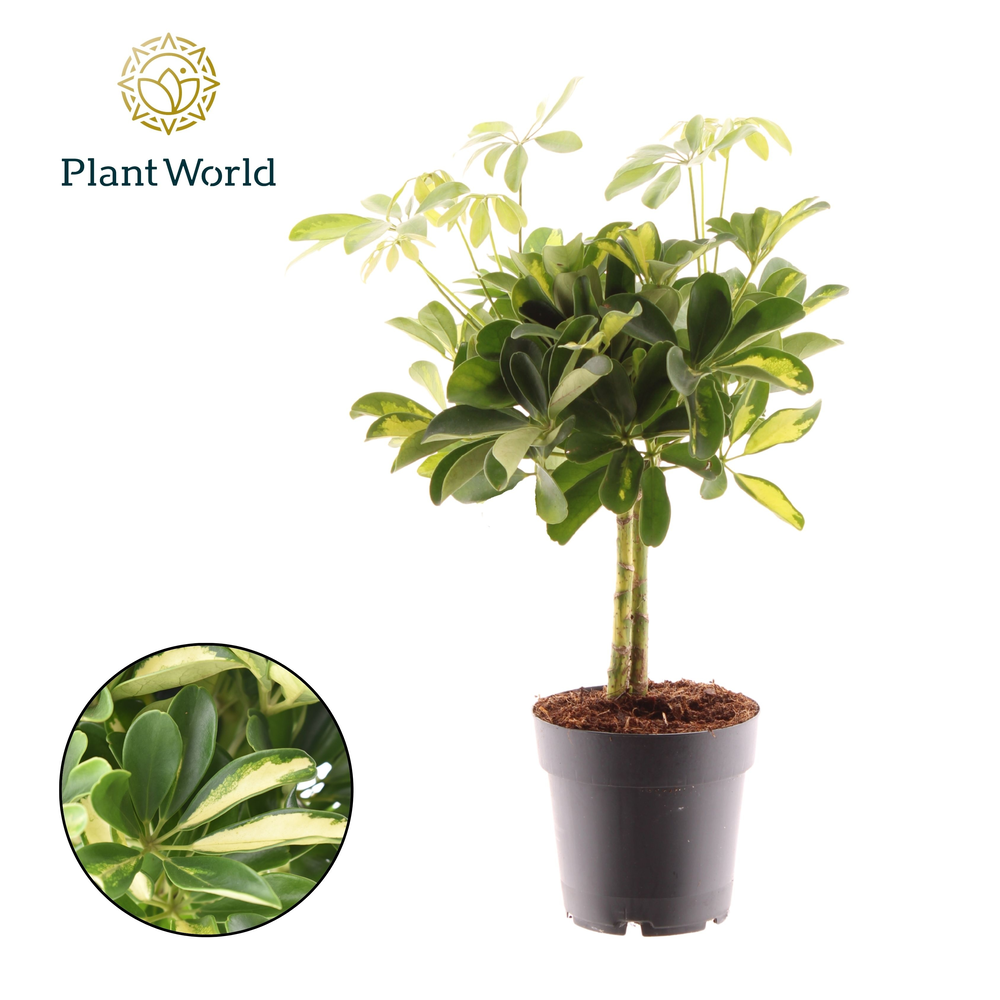 Schefflera Gold Capella op stam (Decorum).