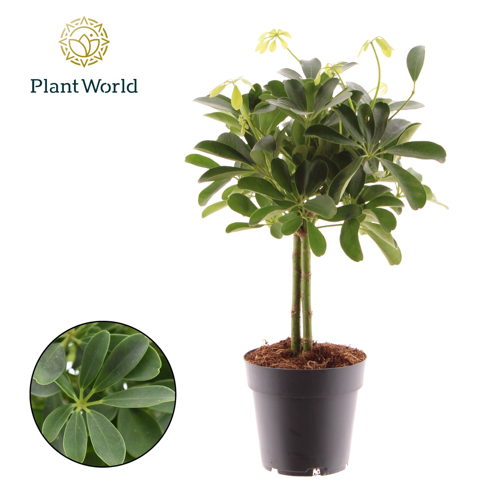 Schefflera Compacta (Nora) op stam.