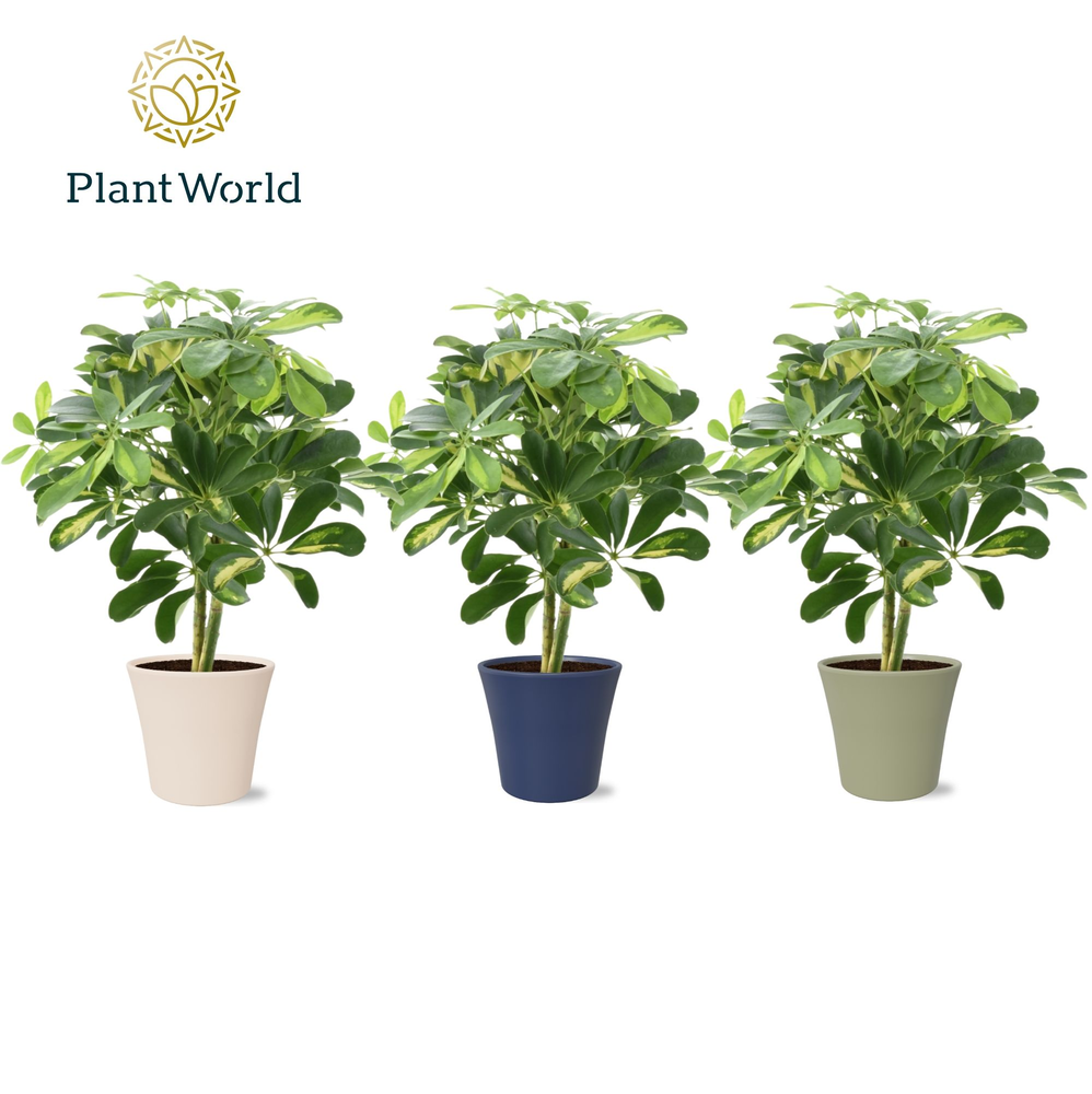Schefflera Gold Capella op stam in Coco collectie .