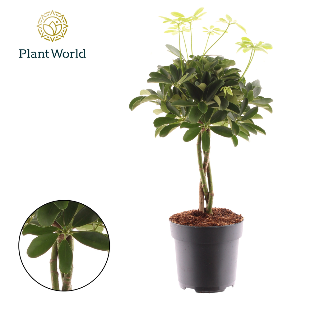 Schefflera Compacta (Nora) vlecht.