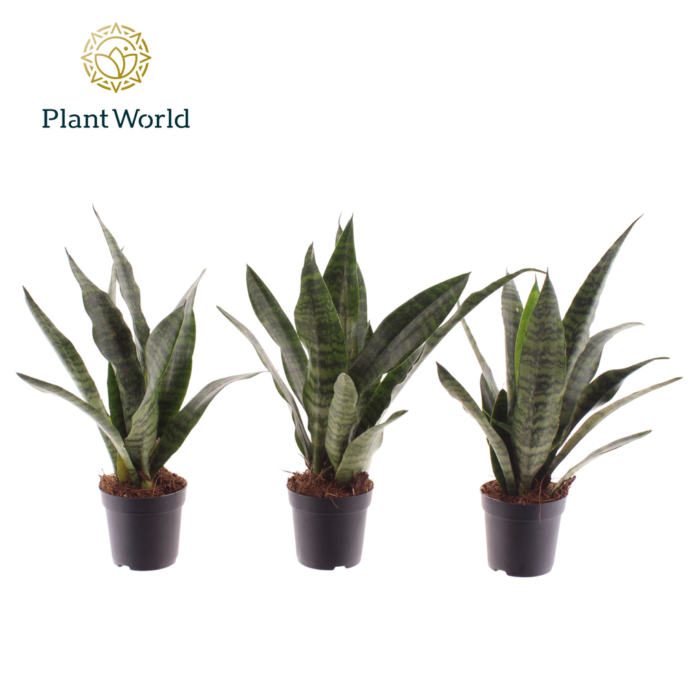 Sansevieria Black Coral 7 cm (Decorum).