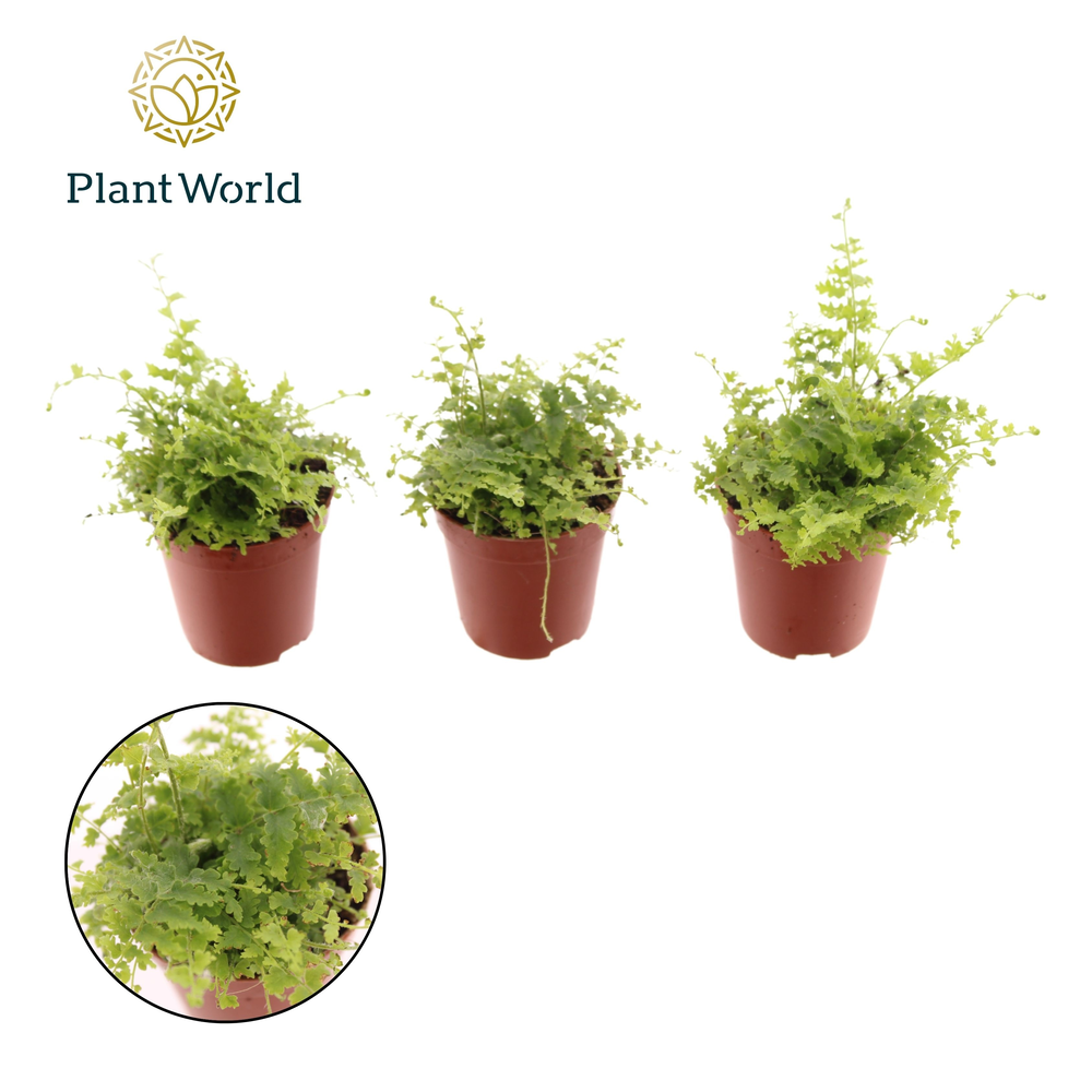 Tiny Nephrolepis Green Fantasy.