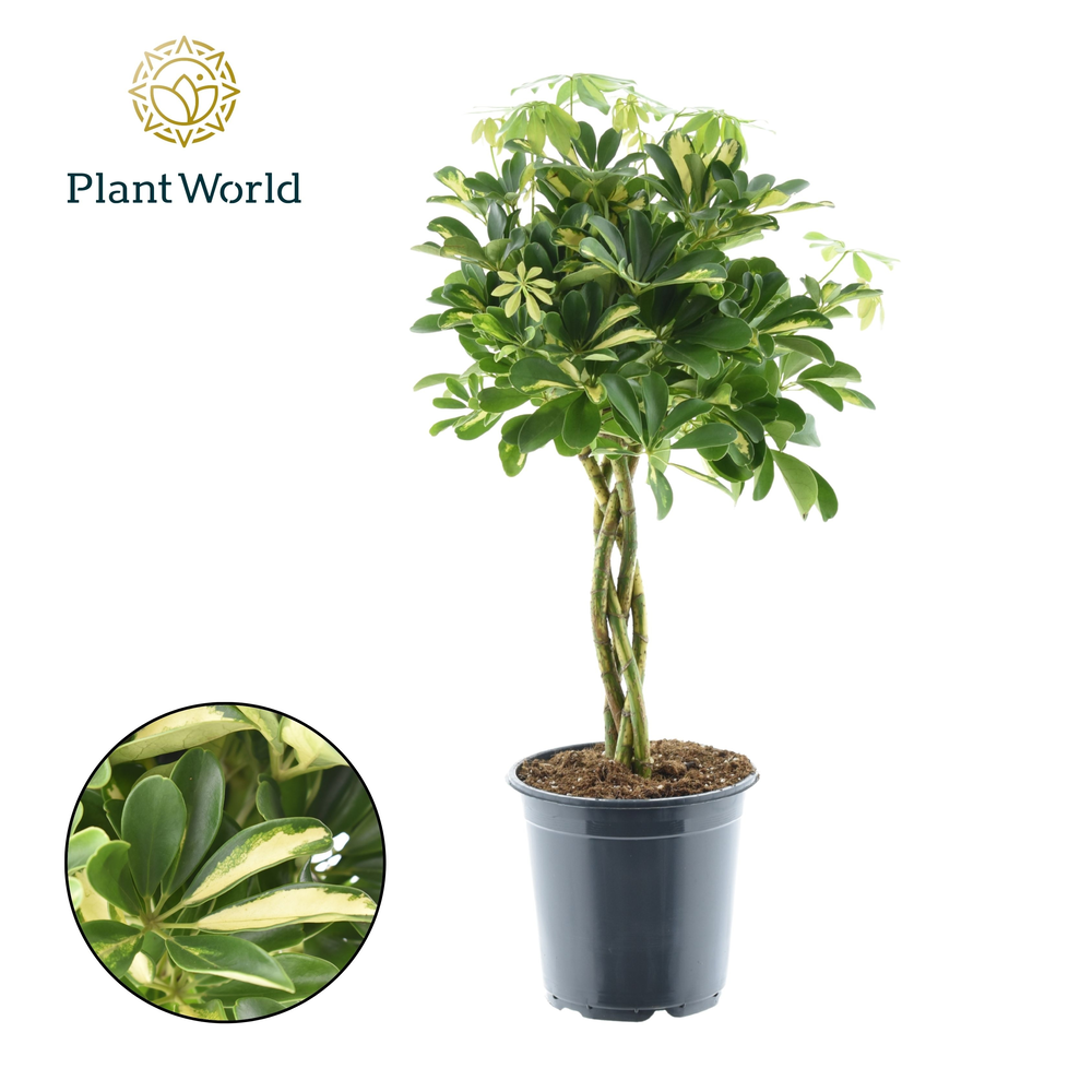 Schefflera Gold Capella gevlochten stam (Decorum).
