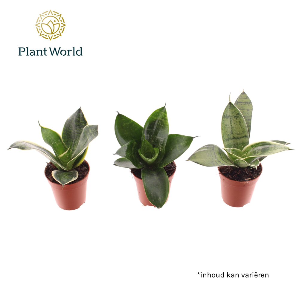 Tiny Sanny mix (Sansevieria).
