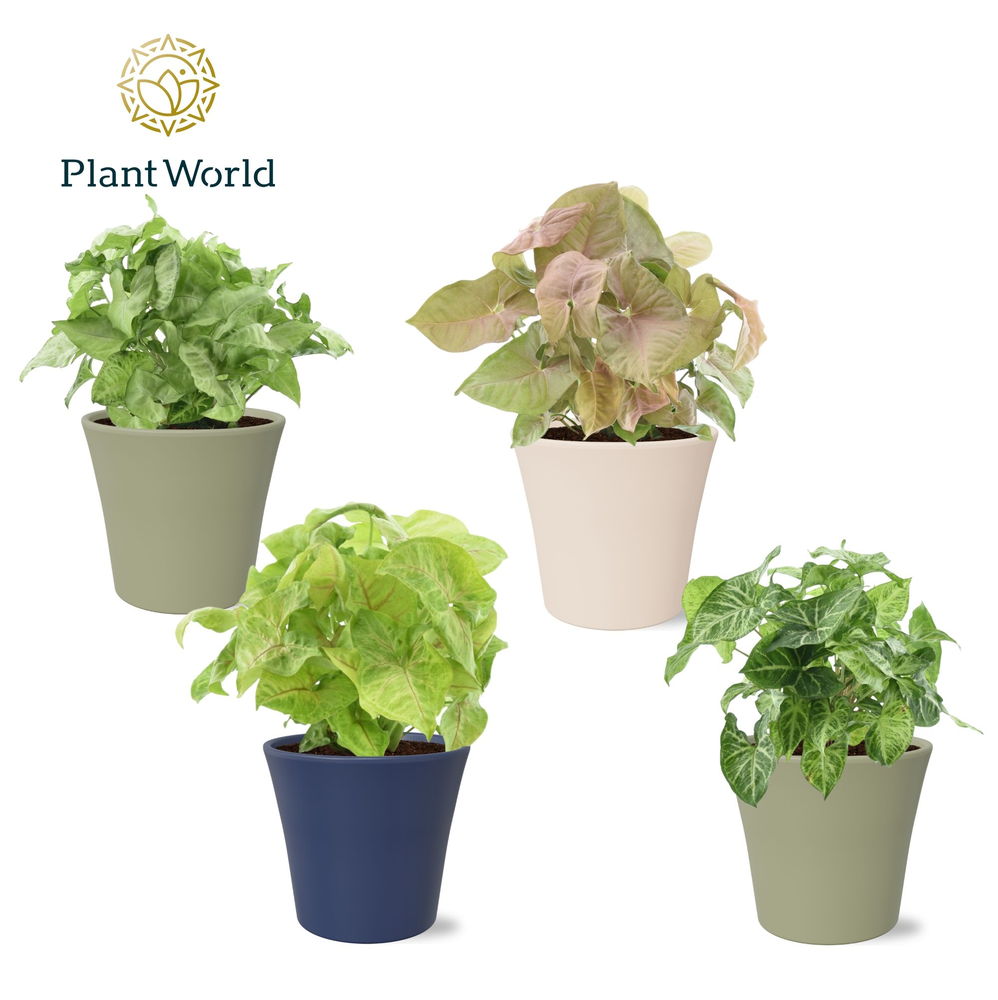 Syngonium mix in pot Coco collectie Top Blend.