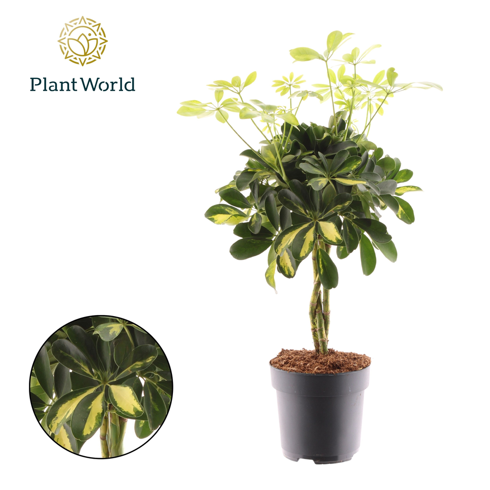 Schefflera Gold Capella vlecht.