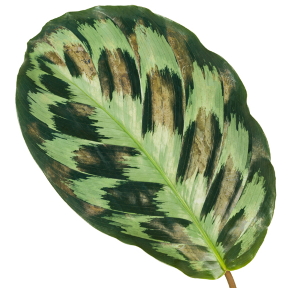 Calathea 14cm Kennedy.