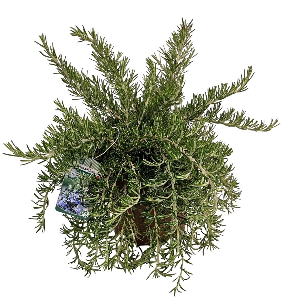 Rosmarinus Prostratus Bush - 1154.