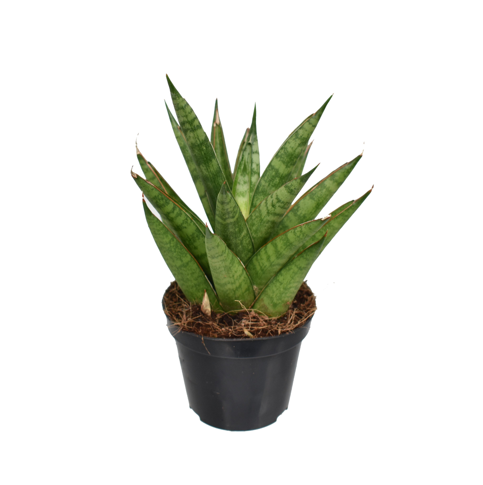 Sansevieria 'trifciata' Pineapple P8,5.