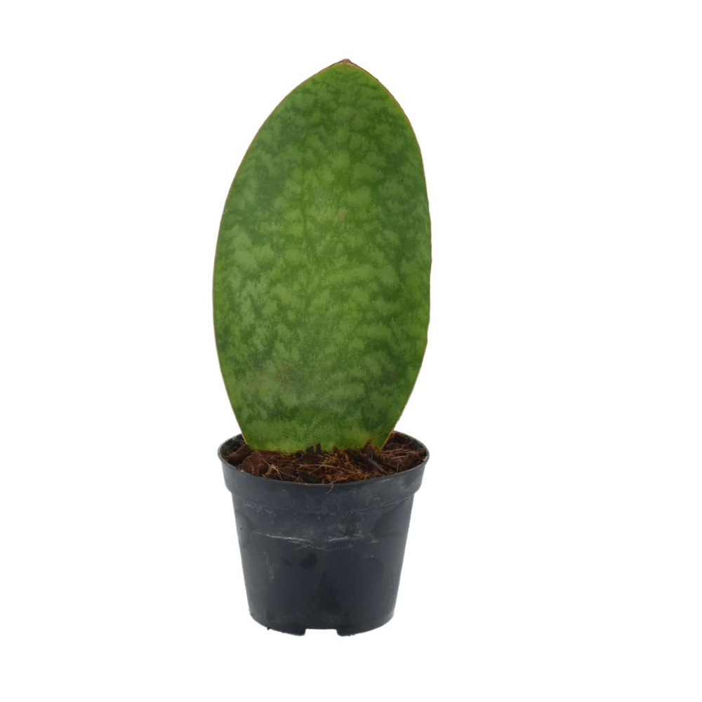 Sansevieria ‘Masoniana’ Whale Fin P8,5.