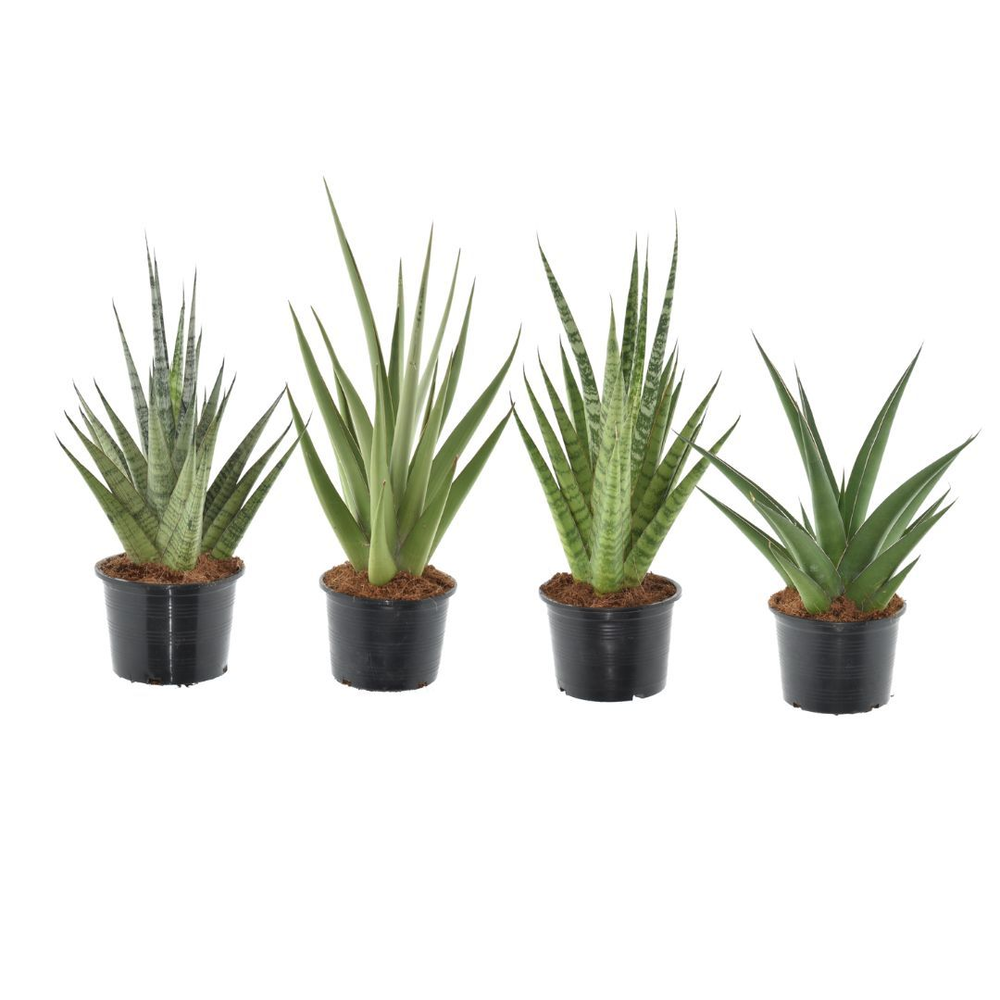 Sansevieria Prestige Mix.
