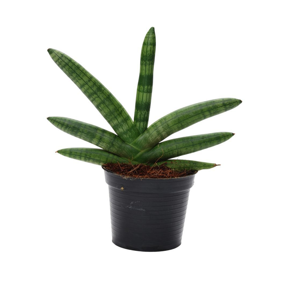 Sansevieria Skyline P10,5.