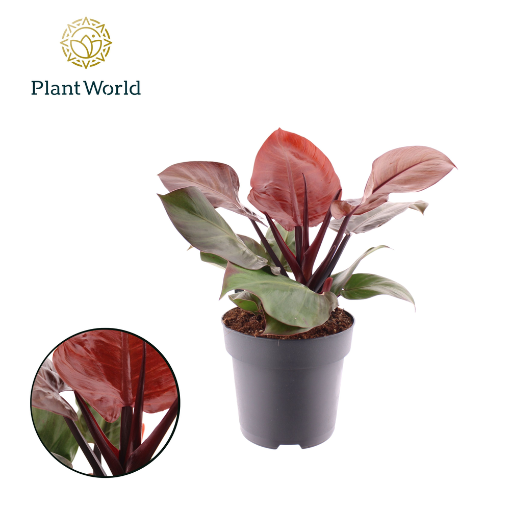 Philodendron Cherry Red.