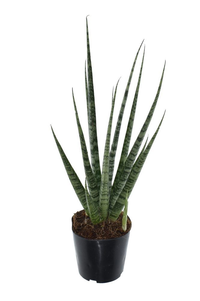 Sansevieria 'Digitorum' P10,5.