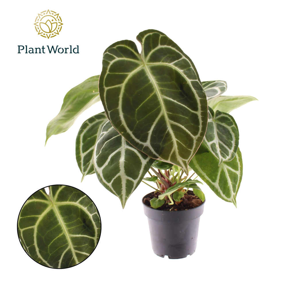 Anthurium Chrystallinum P12.