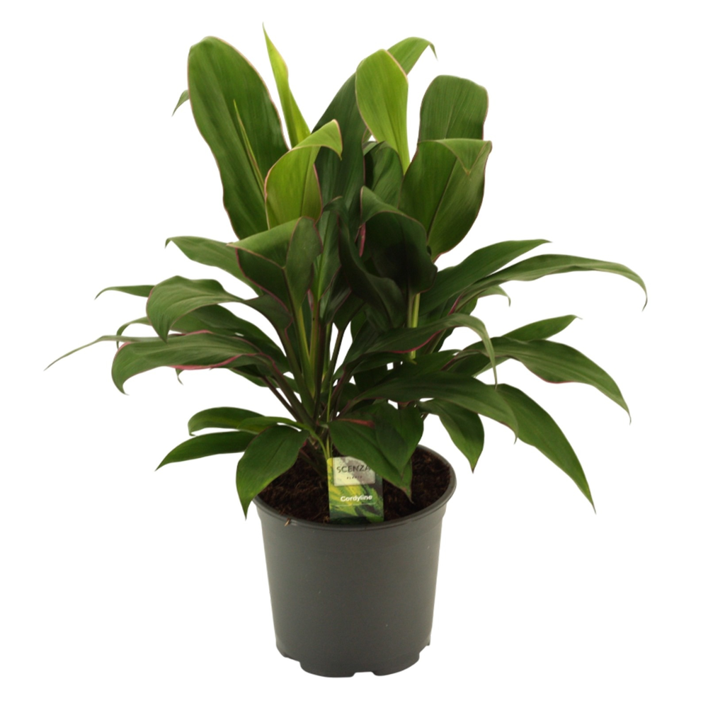 Cordyline Glauca Toef 19 cm.