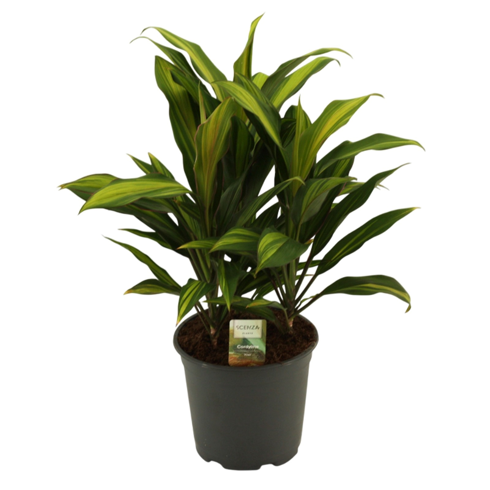 Cordyline Kiwi Toef 19 cm.