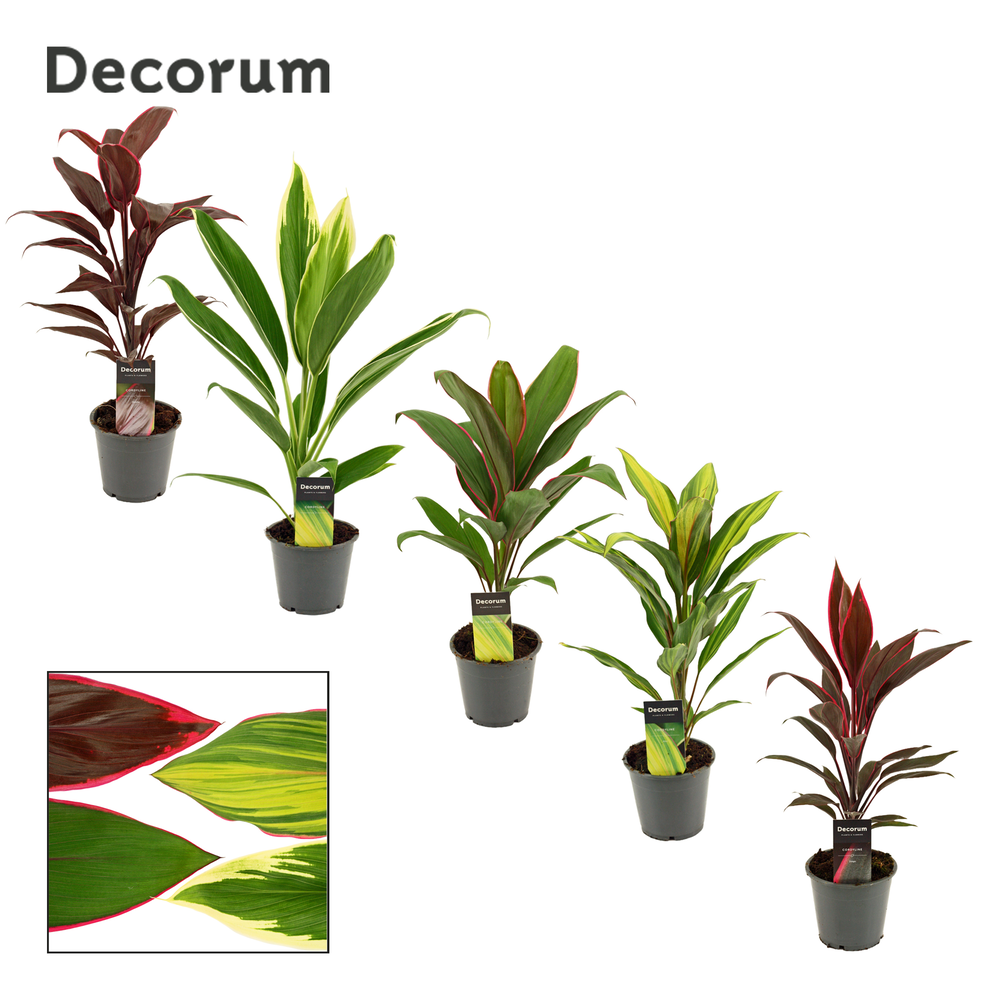 Cordyline Mix 12 cm(Decorum).