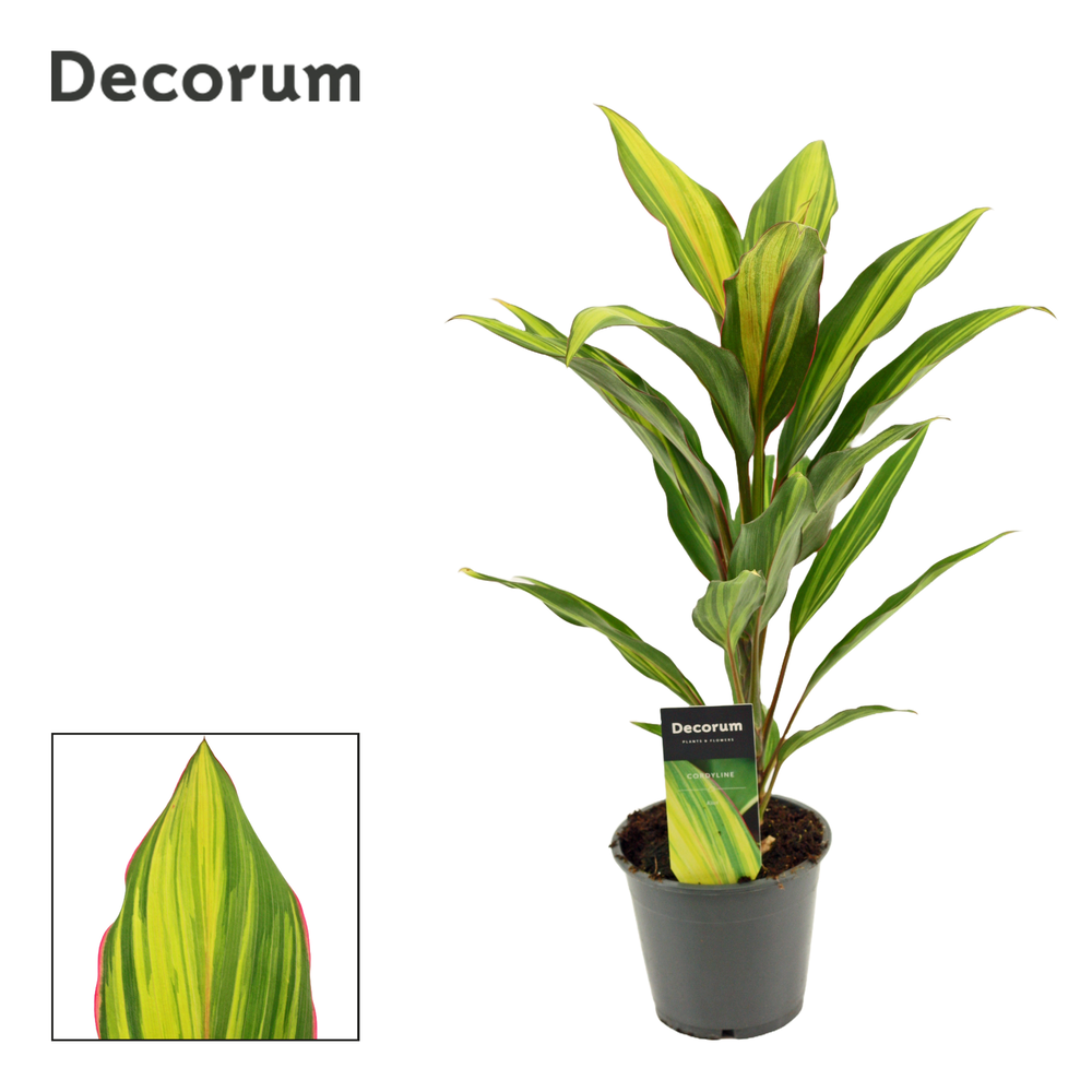 Cordyline Kiwi 12 cm ( Decorum ).