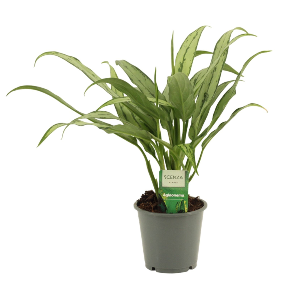 Aglaonema Cutlass 12 cm.