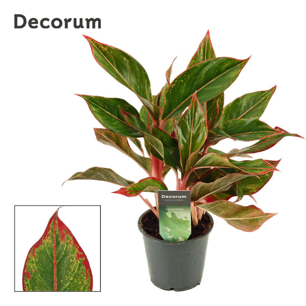 Aglaonema Crete 12 cm (Decorum).