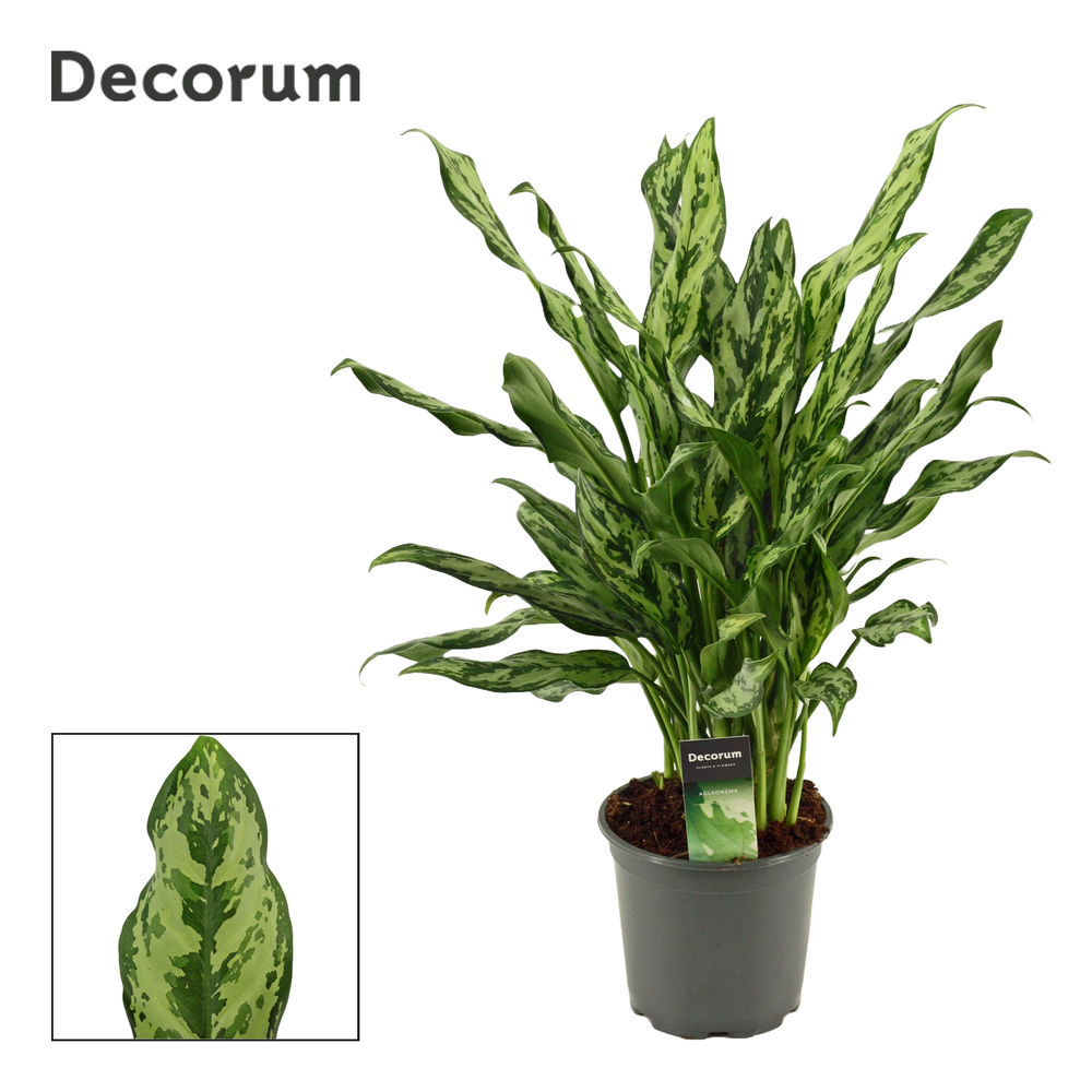 Aglaonema 17 cm Miss Julliette (Decorum).