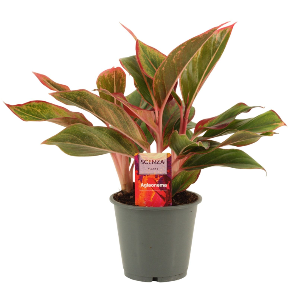 Aglaonema Crete 12 cm.