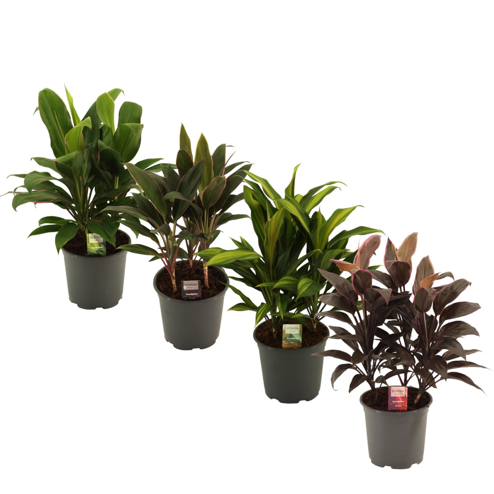 Cordyline Gemengd Toef 19 cm.