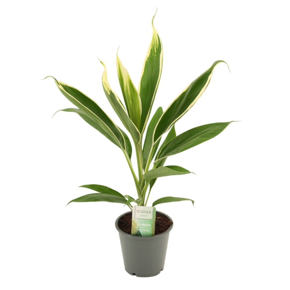 Cordyline New Conga 12 cm.