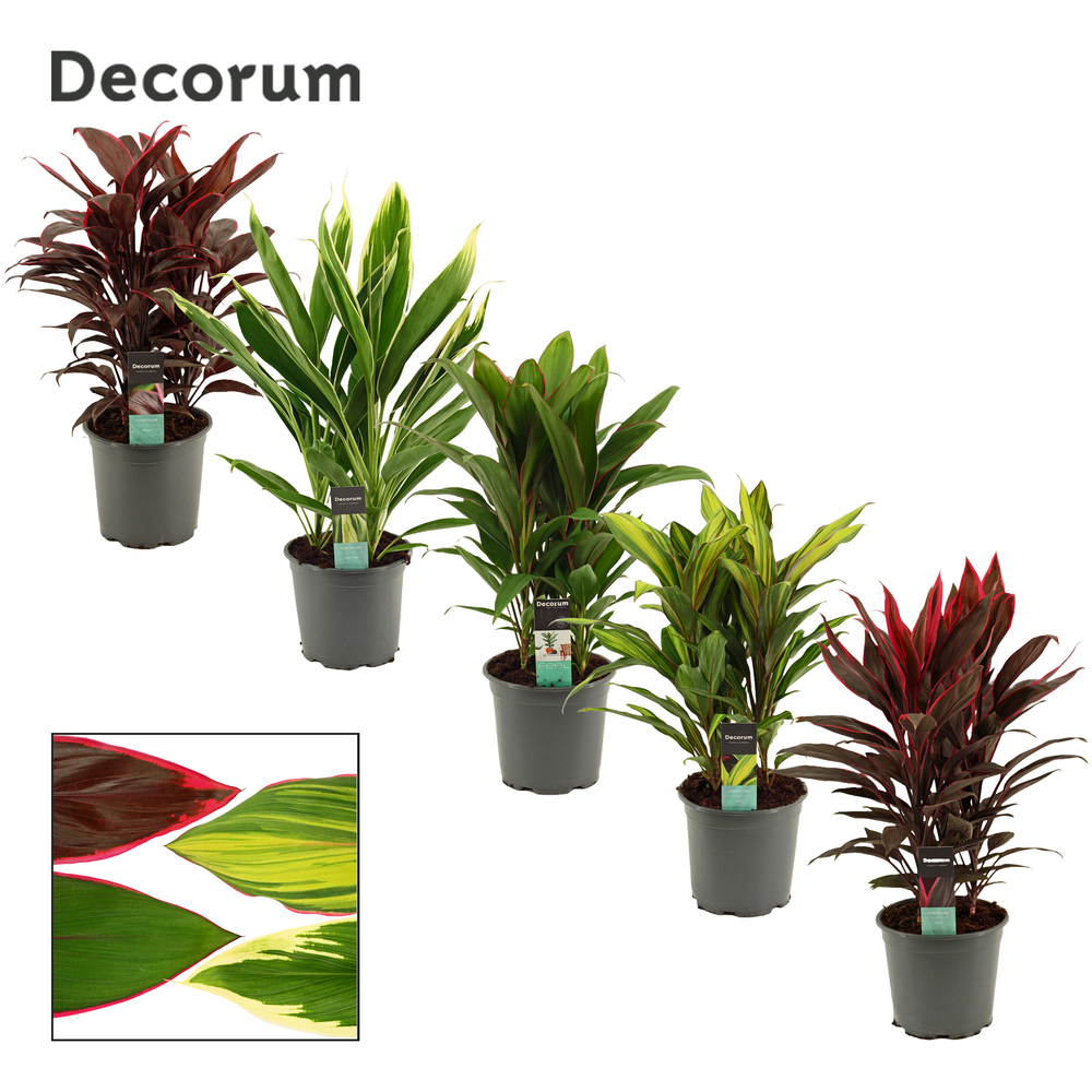 Cordyline Gemengd Toef 19 cm (Decorum).