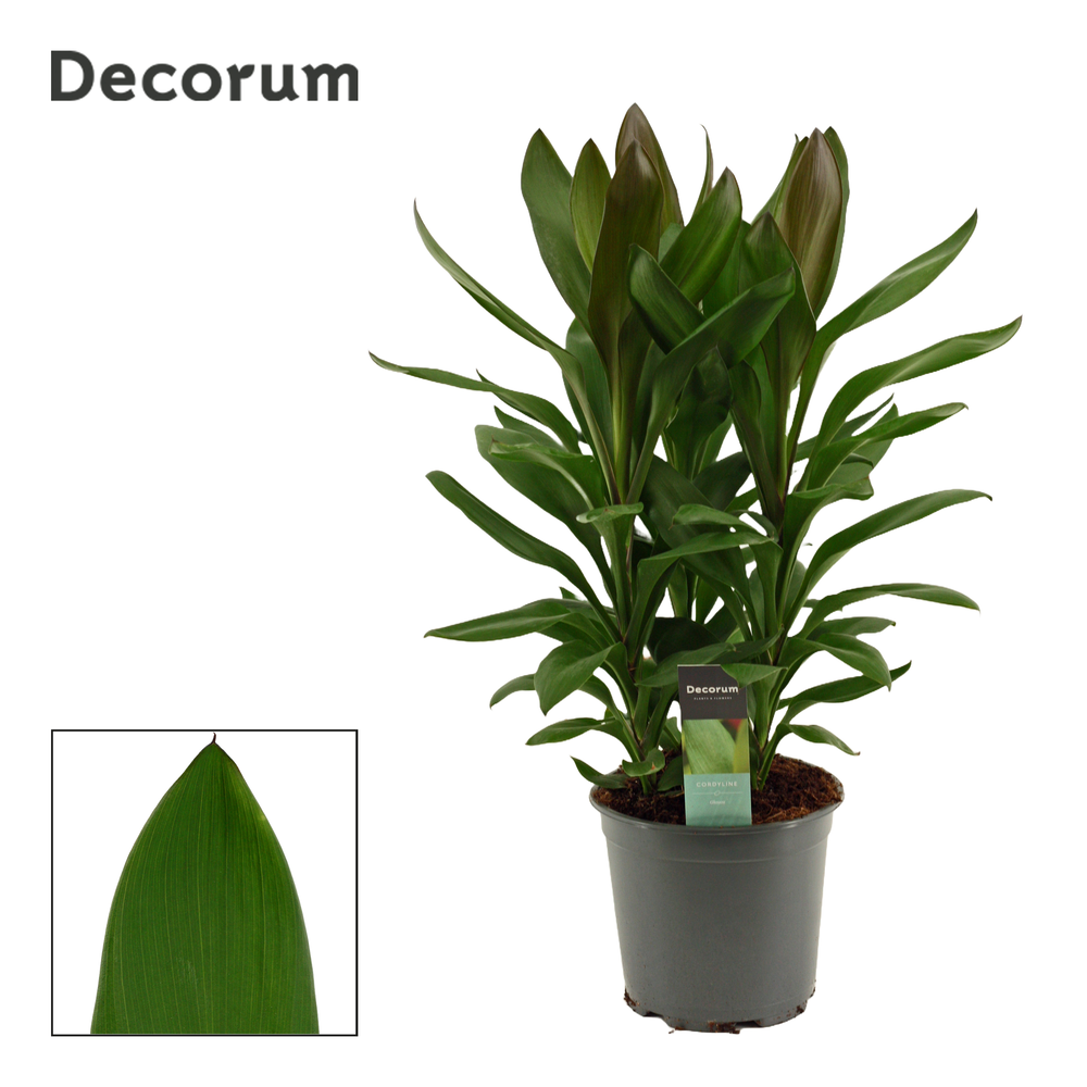 Cordyline Glauca Toef 19 cm (Decorum).