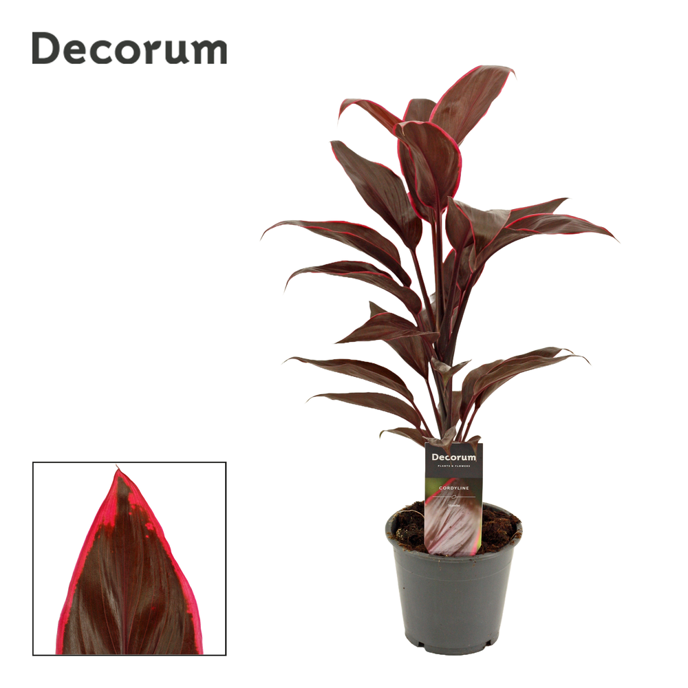 Cordyline Mambo 12 cm ( Decorum ).